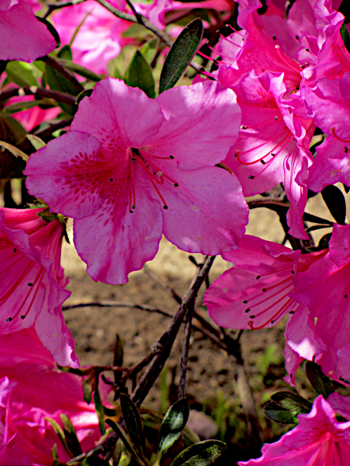azaleas 40 miles.png